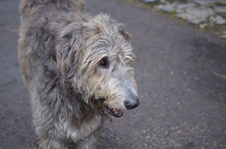 ierse hond ierse hond