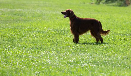 ierse hondenrassen ierse hondenrassen