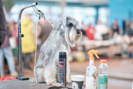 lief hondenparfum lief hondenparfum