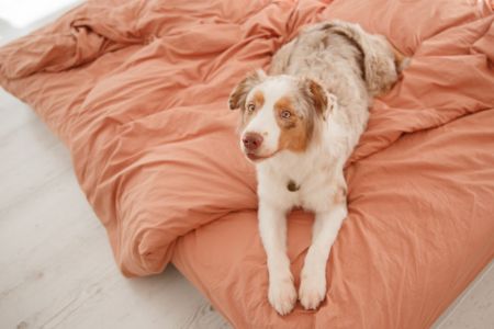 nobleza hondenkussen