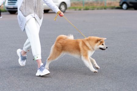 oranje riem hond oranje riem hond