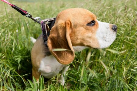 paarse honden riem paarse honden riem