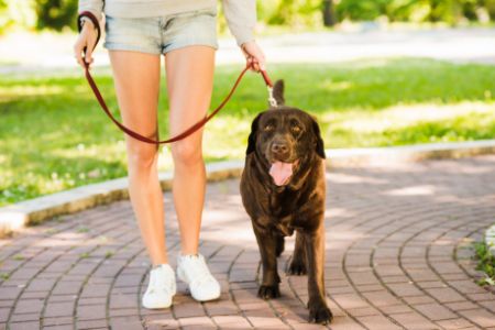 riem hond geel riem hond geel
