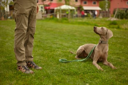 riem hond groen riem hond groen