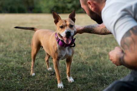 riem hond paars riem hond paars