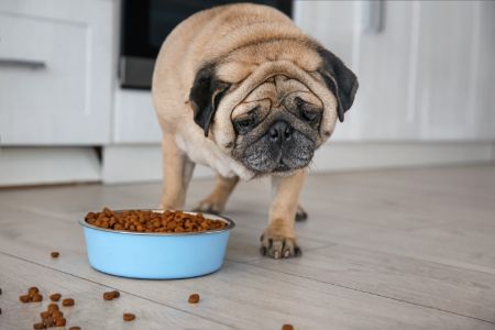 animonda hondenvoeding animonda hondenvoeding