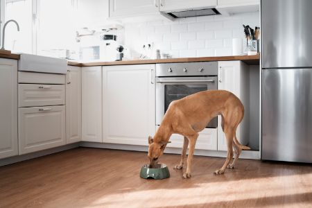 bellfor hondenbrokken bellfor hondenbrokken