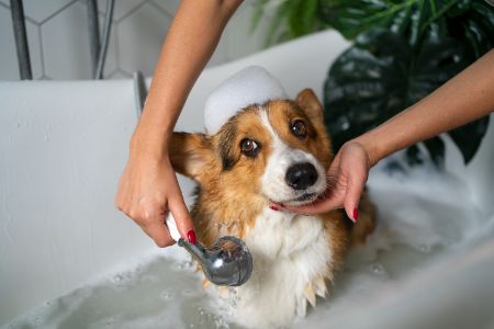 beste bad hond