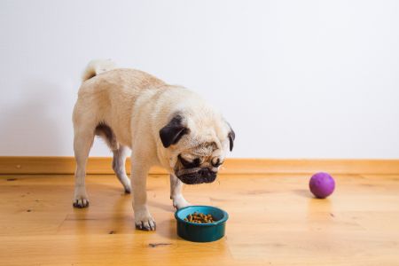 carnilove hondenbrokken