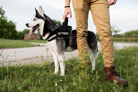 hands free lijn hond hands free lijn hond