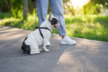 hoe vaak puppy uitlaten hoe vaak puppy uitlaten