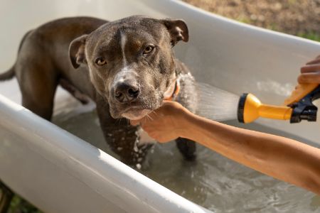 honden bad