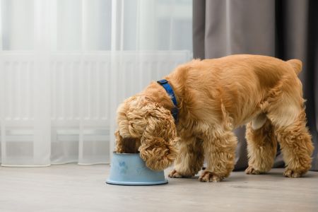hondenvoeding barking heads hondenvoeding barking heads