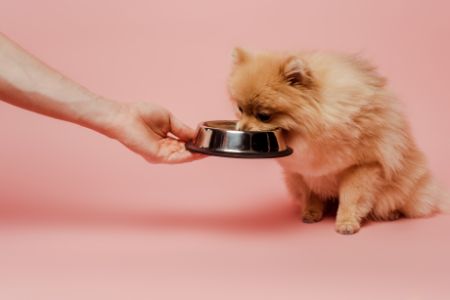 hondenvoeding ultima hondenvoeding ultima