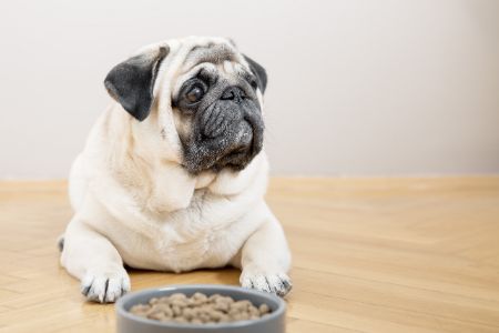 hondenvoer purina hondenvoer purina