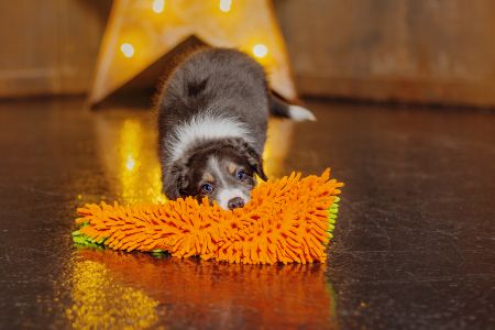 hufterproef speelgoed hond hufterproef speelgoed hond