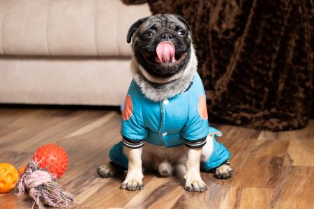 hufterproof speeltje hond hufterproof speeltje hond