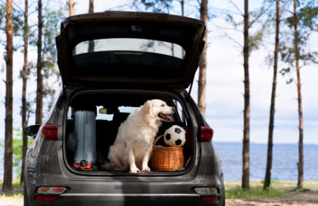 kofferbak beschermhoes hond kofferbak beschermhoes hond