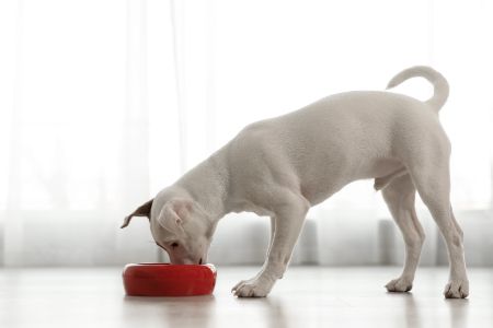 voer hond happy life voer hond happy life