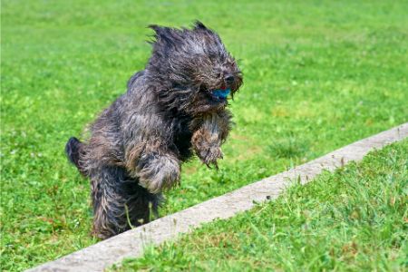 Bergamasco Bergamasco