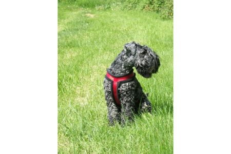 Kerry Blue Terriër Kerry Blue Terriër