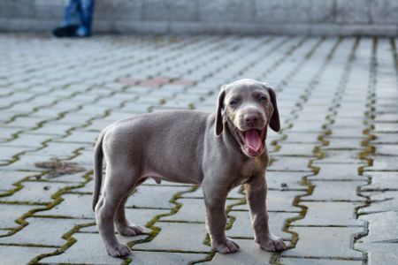 Weimaraner