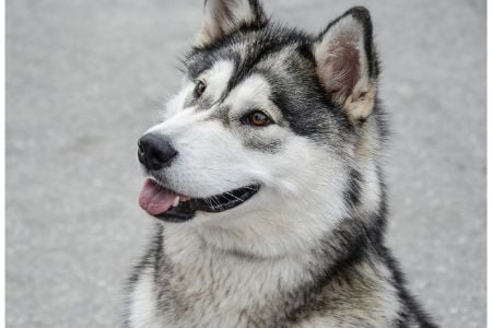 alaskan malamute hond alaskan malamute hond