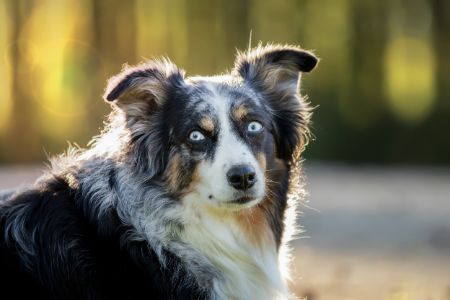 blue merle border collie