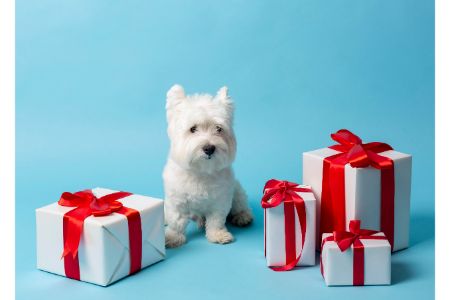 cadeaus voor honden