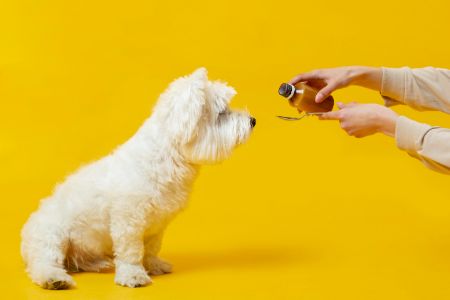 cbd olie voor honden cbd olie voor honden