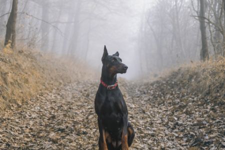 dobermann hond dobermann hond