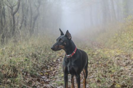dobermann dobermann