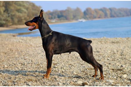 dobermanns dobermanns