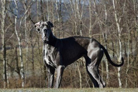 duitse dog hond duitse dog hond