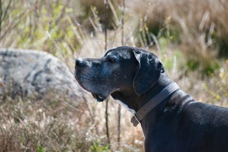 duitse dog duitse dog