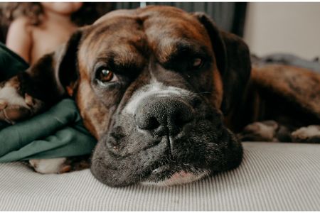 engelse hond engelse hond