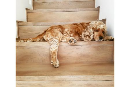 engelse honden engelse honden