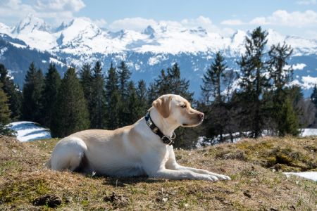 fietskar labrador fietskar labrador