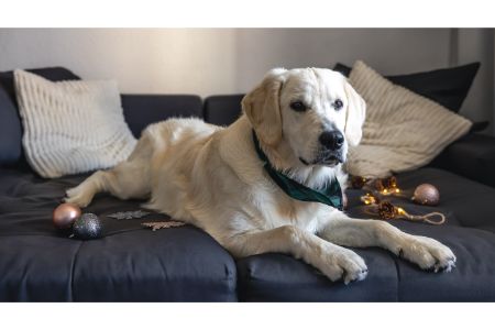 fietskar voor labrador fietskar voor labrador