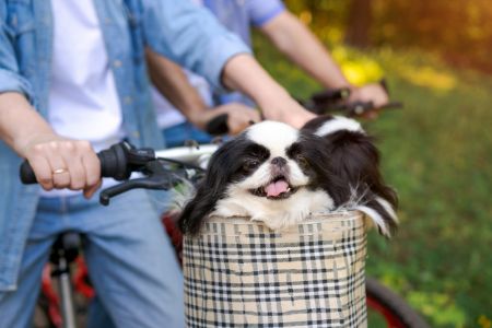 fietsmand hond voorop 15kg fietsmand hond voorop 15kg