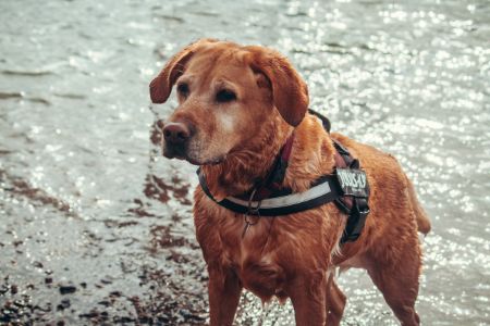 goldador hond