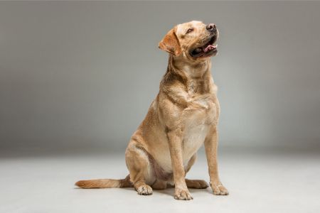 hond goldador hond goldador