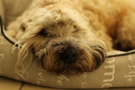 hond whoodle hond whoodle