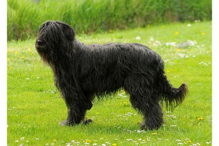 honden die geen haar verliezen honden die geen haar verliezen