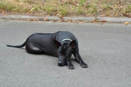 honden met blauwe tong honden met blauwe tong