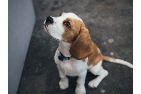 honden uit engeland honden uit engeland