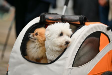 honden wandelwagen 25 kilo
