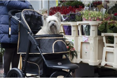 hondenbuggy 15 kilo