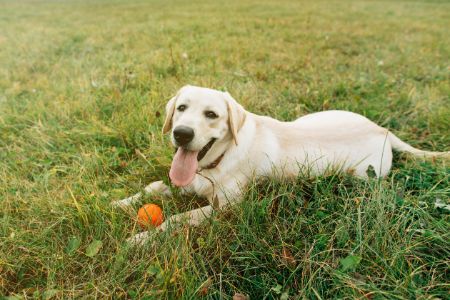 hondenfietskar labrador