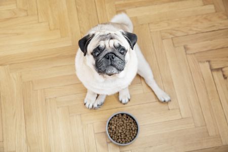 hondenvoeding kronch